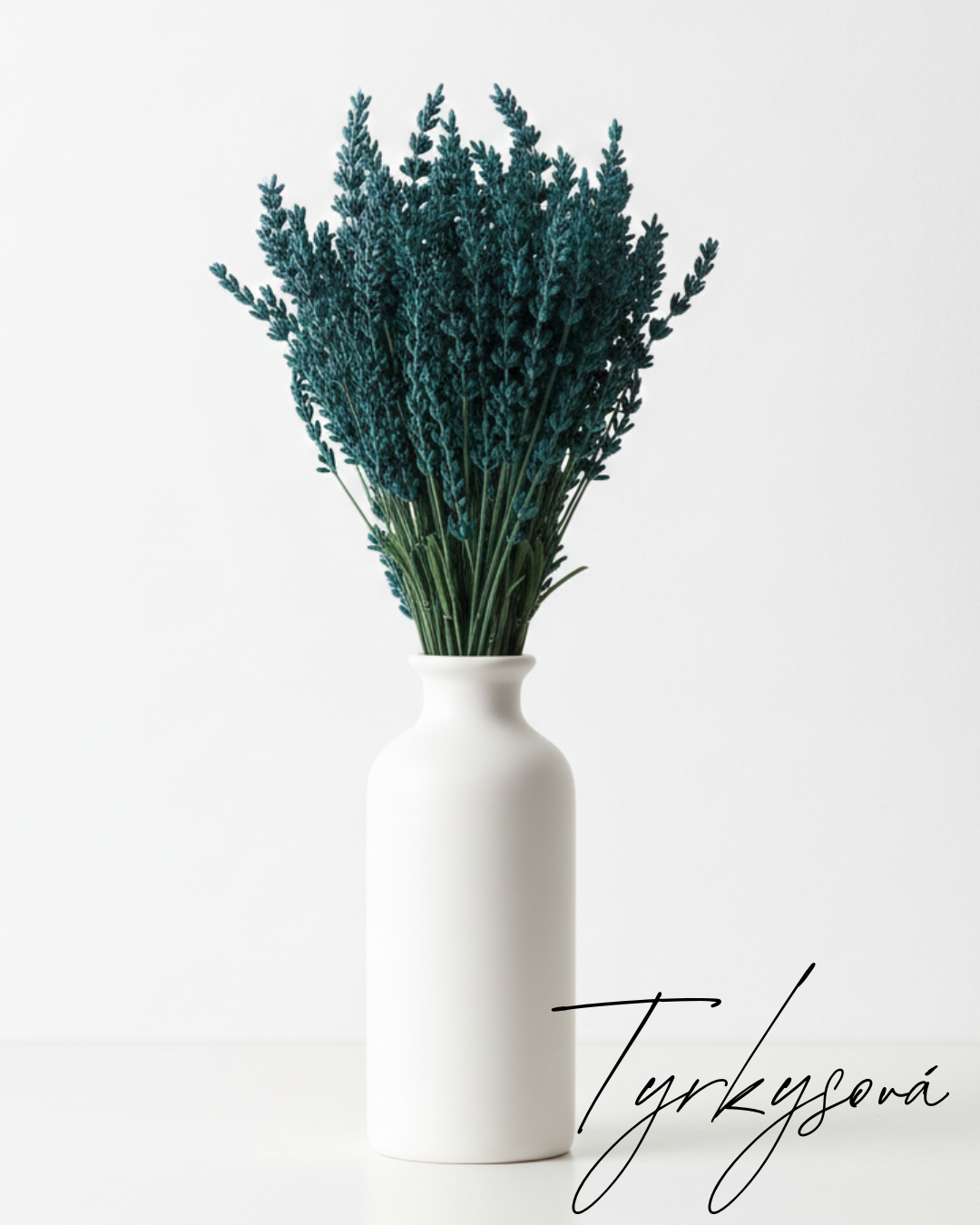 Stabilizovaná levandule tyrkysová